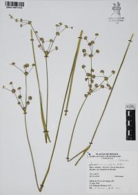 Juncus microcephalus image